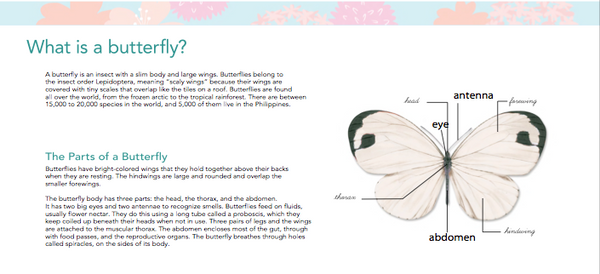 A First Look At Philippine BIRDS, BUTTERFLIES & FISHES  Board Book - Philippine Expressions Bookshop